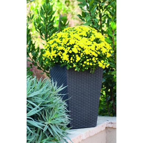 Keter Rattan kaspó S 23,6 l grafit