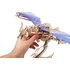 Kép 2/6 - Ugears játék - 3D fa mechanikus kirakós Sárkány