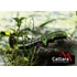 Kép 5/6 - Cattara JUNGLE összecsukható biztonsági zárral 21,7 cm